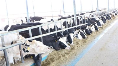 بعد نشر القاهرة 24.. تحرك عاجل من الزراعة للسيطرة على انتشار المتحور الجديد للحمى القلاعية 