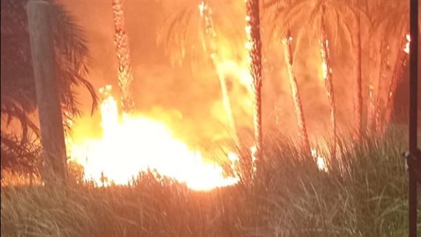 حريق هائل بكرم نخيل