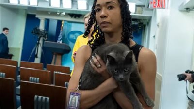 رغم الإجراءات المشددة.. قطة تتسلل لقاعة المؤتمرات بالبيت الأبيض وتثير ضجة بين الصحفيين