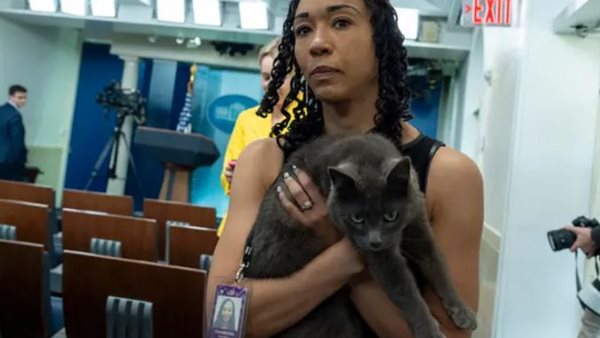 قطه تقتحم البيت الأبيض