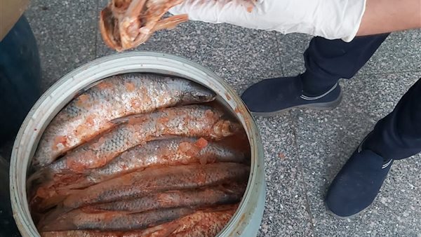 ضبط اسماك مملحة فاسدة