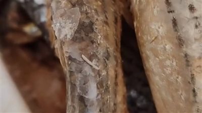 فيها دود حي.. ضبط كميات كبيرة من الأسماك المملحة خلال حملة بالوادي الجديد| صور