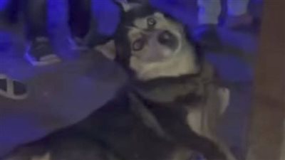 الأهالي ربطوه في العمود وقتلوه.. أول تعليق من بيطري الغربية على واقعة كلب هاسكي طنطا 