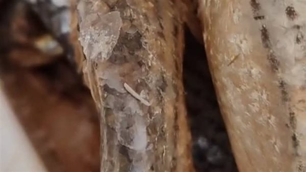 أسماك غير صالحة للاستهلاك