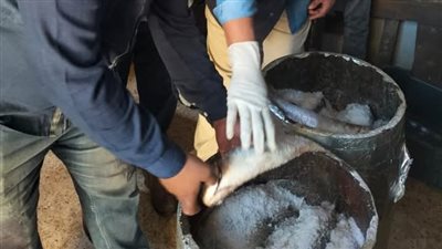 بالتزامن مع أعياد الربيع.. ضبط 638 كيلو أسماك ولحوم غير صالحة للاستهلاك الآدمي بالبحيرة 