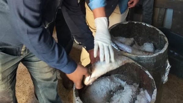 اسماك غير صالحة للاستهلاك