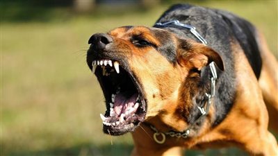 كلب ضال يعقر 12 شخصًا بمدينة السلام بالسويس ويثير الذعر بين الأهالي