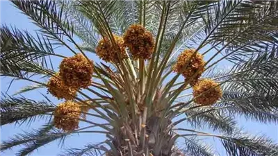 عصابة ازرع نخلة.. تجديد حبس معدي ومسؤولي قناة فضائية بتهمة النصب على المواطنين