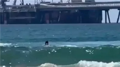 جثمانه مفقود.. غواص إسرائيلي يلقى حتفه بعد هجوم لسمكة قرش