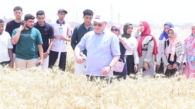 كلية الزراعة بجامعة سوهاج تحصد 22 فدان قمح بمزارعها| صور