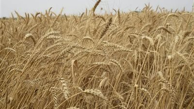 وزير المالية: تراجع واردات مصر من القمح 4.5 مليون طن في 2024-2025