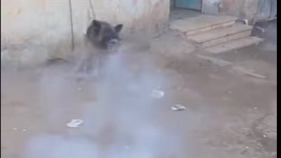 الأمن يفحص واقعة ربط كلب وترهيبه بالألعاب النارية