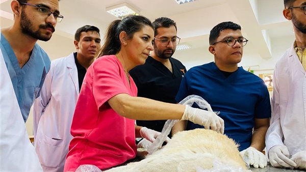 جامعة سوهاج