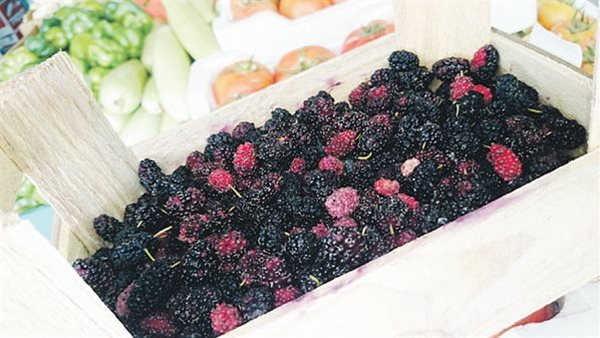 التوت - تعبيرية 