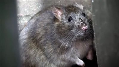 فئران بحجم الكلاب ترعب سكان بريطانيا بسبب أزمة القمامة