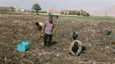 زراعة الأقصر تطلق مرحلة جديدة لزراعة قصب السكر بالشتلات وتقنيات حديثة