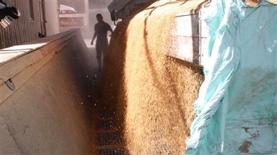 زراعة المنوفية: انتهاء حصاد 18 ألف فدان من القمح.. ومواصلة أعمال التوريد للصوامع