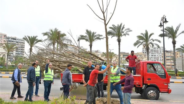 زراعة أشجار البونسيانا