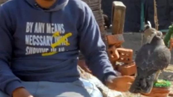 التصوير مع صقور -