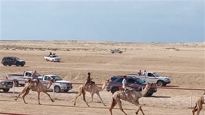 اليوم.. انطلاق مهرجان الهجن بمدينة العريش احتفالا بذكرى تحرير سيناء
