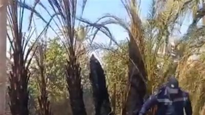 حريق يلتهم 12 نخلة في إسنا.. والحماية المدنية تحاول السيطرة عليه | بث مباشر