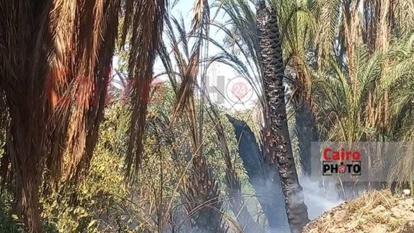 حريق نخيل بإسنا