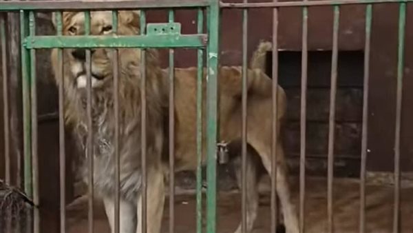 صورة الأسد المتداولة