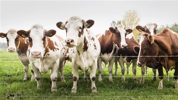 حيوانات حية