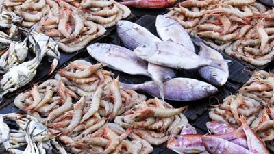 أسعار الأسماك اليوم الثلاثاء 24 يونيو 2025 في الأسواق