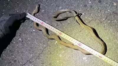 ثعبان على خط القطار يتسبب في توقف عرباته المُزدحمة باليابان.. ما القصة؟