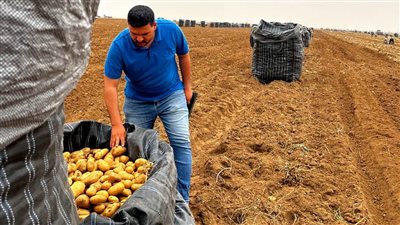 الزراعة: فحص أكثر من مليون طن بطاطس معدة للتصدير لمختلف دول العالم