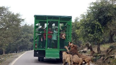 تضعهم في قفص.. حديقة حيوان في الصين تطلق تجربة جديدة لزوارها لتقليل مشاعر الخوف