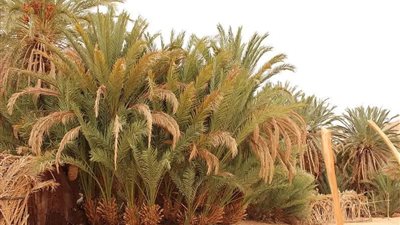 بأسطورة الكنز المدفون.. واحة عين خضراء جنة في قلب الصحراء بجنوب سيناء