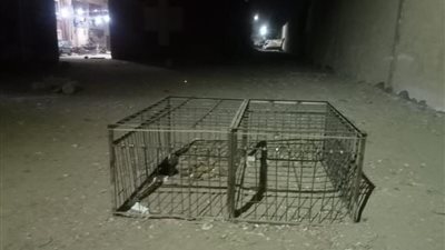 حي شرق بأسيوط يواجه أزمة الكلاب الضالة بحلول آمنة وإنسانية في منطقة السجن