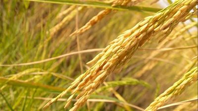 هل يجوز التعاقد على شراء كميات من الحبوب الزراعية قبل الحصاد؟.. الأزهر يجيب