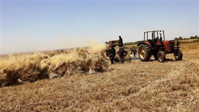 الحكومة: جهود متواصلة لتأمين المخزون الاستراتيجي للقمح وتيسير إجراءات توريده