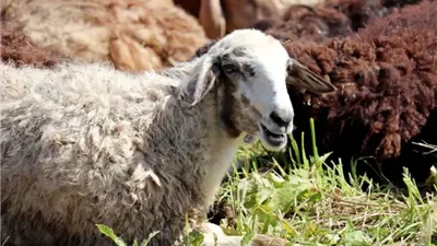 إصابة أكثر من 14 ألف شخص خلال ذبح أضاحي العيد في تركيا