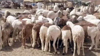 هل تجوز الأضحية بكبش واحد عن الرجل وأهل بيته؟.. تعرف على رأي الشرع 