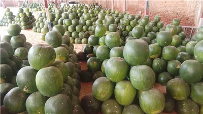 وصلت لـ 250 جنيهًا..انخفاض في أسعار البطيخ بأسواق الدقهلية: والأسعار تبدأ من 80 جنيهًا