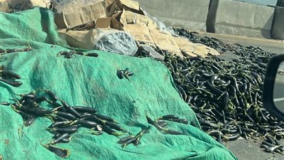 انقلاب سيارة نصف نقل أعلى الطريق الدائري بالقطامية | صور