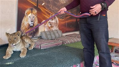 كلاكيت ثالث مرة.. ضبط شبل أسد بأحد مخيمات سياحة السفاري بالغردقة