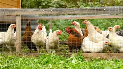 تحذيرات من تفشي السالمونيلا في 6 ولايات أمريكية بسبب تربية الدواجن 