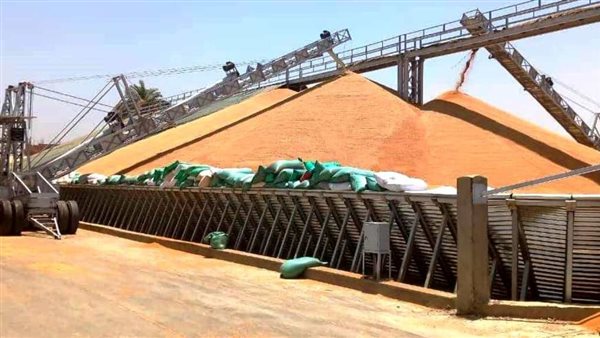 الأقماح بسوهاج