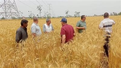 الزراعة تنشر الخريطة الصنفية لمحصول القمح في الموسم الجديد