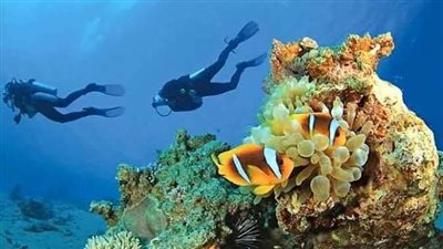 الفنستون والأخوين وأبو الكيزان.. تعرف على أشهر مناطق الغوص جنوب البحر الأحمر