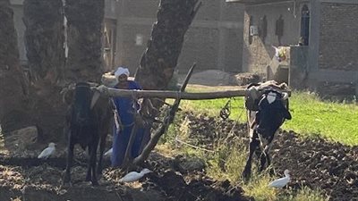 حراثة على خطى الفراعنة.. عم أحمد يحفظ تراث الأجداد بالمحراث الخشبي في قلب الأقصر