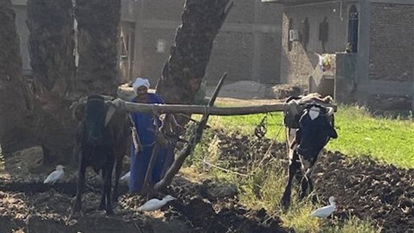 أقدم حراث بقاري في