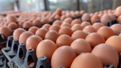 أمريكا تسحب 1.7 مليون بيضة من الأسواق بسبب تفشي عدوى السالمونيلا