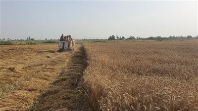 على مساحة 40 فدانًا.. بدء موسم حصاد القمح بمزارع جامعة دمنهور 