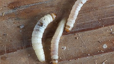 تفسير رؤية الدود في المنام للعزباء.. الزواج القريب أبشري